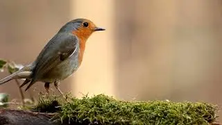 European Robin Bird - The Old World flycatcher Family