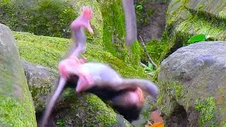 Oh... Help baby! Lovely baby Brady try learn walking till falling from stone alone