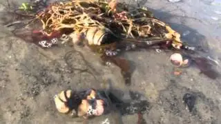 Slipper Limpet collecting