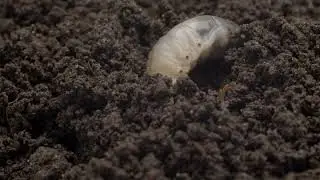 cockchafer beetle larva