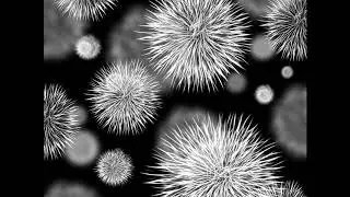 What is an Individual? Biology Seeks Clues in Information Theory