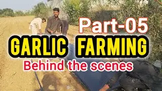 Garlic farming. Beginners Guide, full details Behind the Scene. Season 25-26. Part 05