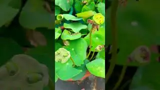 #fruitcrush #nature #fruitcravings #subscribers #youtubevideo #ytshorts
