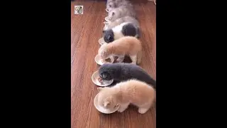 funny and cute cats eating food #shorts
