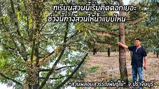 ทุเรียนสวนนี้เริ่มติดดอกเยอะช่วงนี้ทางสวนให้น้ำแบบไหน 