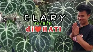 EDISI TURUN HARGA,,,MODAL BUAT NIKAH,,,ANTHURIUM KUPING GAJAH YANG KEREN & UNIK