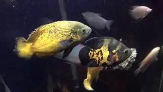 King Kong parrots & tank mates
