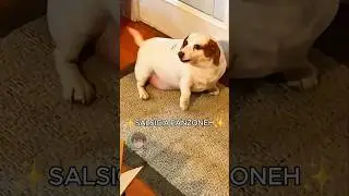 🐶 Cane panzone (PARTE 7)