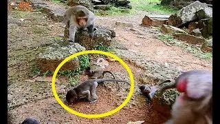 Big leader king Achep screaming to poor baby Brutus Jr | Brutus Jr scare too much run away.