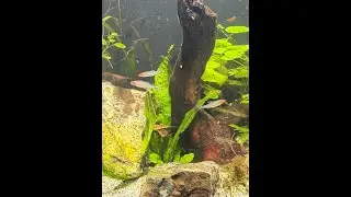 Aquarium Fish Shopping - Buzz and B's Haul and Setup