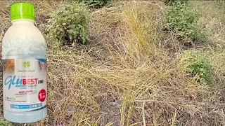 Rumput Lulangan dan Grinting Langsung Kuning Setelah 3 Hari Disemprot Pakai Herbisida GLUBEST