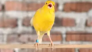 Awesome! A yellow canary with a shooting song - great for training your young canaries