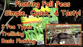Basics for Planting Fall Peas in August:  Varieties, Soil Setup, Planting Depth, Trellising & More!