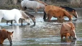 Salt River Wild Horses