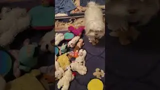 Maltese Puppy Loves His Toys #Maltese Puppy #Maltese Dog