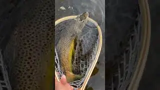 Catskills Big Brown #catchandrelease #trout #fishing #catskills #troutfishing #mountainstreams