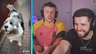W2S Reacts To The WEIRDEST Dog...