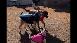 Thao, with 4 dogs frolicking in the cold outdoors and having breakfast.