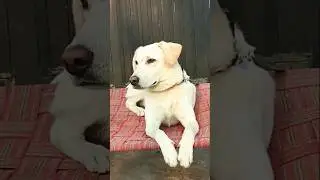 🥀🐕 #dog #viral #cute #shorts #remix
