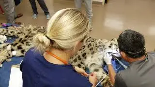 Snow Leopard Dental Exam at the Saint Louis Zoo