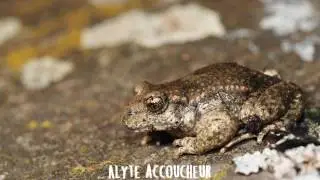 Faire la diff&eacute;rence entre l'alyte accoucheur et le hibou petit duc
