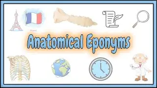 9. Anatomical Eponyms || 2D Animation