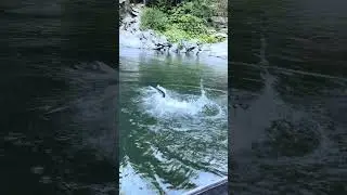Bigfoot baits with another bright King Salmon on a spinner!