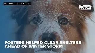 Community fosters step up to shelter pets from historic snowfall