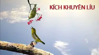 Khuyên líu , kích khuyên mộc , luyên khuyên líu gian