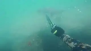 Sand Tiger Shark - Manasquan Inlet, NJ
