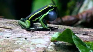 poison dart frog singing (Three-striped Poiston Dart Frog Suriname)