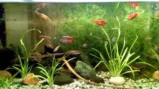 Prachtbarben und Kardinalfische im Aquarium