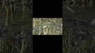 Риба вилітає з під поплавка#риболовля#fishing#shortsvideo#chorts#шортс#поплавок#рибалкавочереті