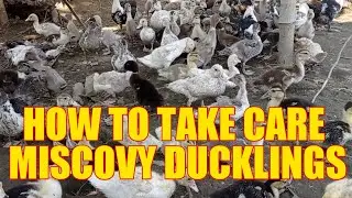 Muscovy Ducks | How to take care muscovy ducklings.