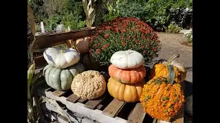 Pumpkin Varieties