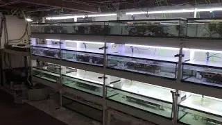 Greg's Fishroom - Winter 2023 Fishroom Tour