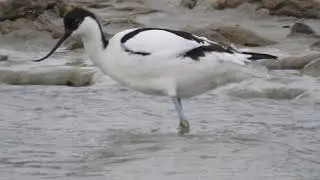 Avoceta (Recurvirostra avosetta)