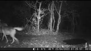 wildcam Montefranco: due lupi sul Monte Moro