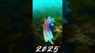 2025 giant cuttlefish (Sepia apama) and 5000bce giant cuttlefish (Sepia apama)||mythical student||