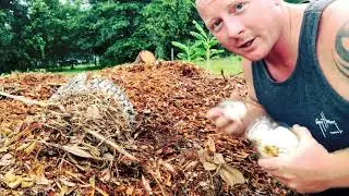 Oyster mushrooms in mulch