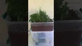 Classroom Aquaponics System (small-scale)