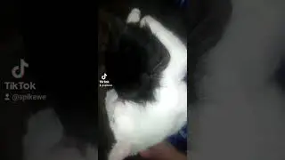 My pet my love Steel Soul cats
