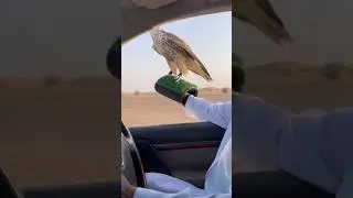 ОХОТА НА СОКОЛА В ДИКОЙ ПРИРОДЕ ПУСТЫНИ 🏜️🦅#сокол #соколиная охота #развлечениянадикойприроде #ди...