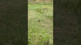Cute duck walk #nature #animals #cute #positivevibes #fyp