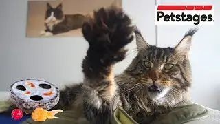 Cats Reaction To Tew Catnip toy from Petstages. Toy Test And Unboxing