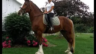 DRESSAGE ASHA IDHA SHIRE MARE CHESTNUT OAK'S FOXY HOPE DRUM HORSE SPORT HORSE
