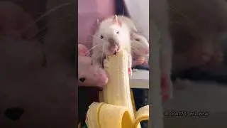 Funny Pet Rats 🐭 I just wanted to feed Remy 😅 #petrats #rats