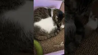 Cats are Important for Mental Health