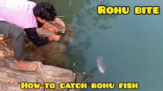 Rohu Fish Catching #fishing #vlog #viral #love #nature #trending #rohu #youtube #fishinglife #allah 