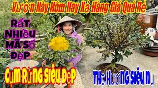24/1 Vườn xả hàng giá rẻ 💥nhiều mã số đẹp 🌲bình lợi ,cúc hoa Hồng,Sài Gòn,thọ Hương 🌲🌲☎️ 0938996062